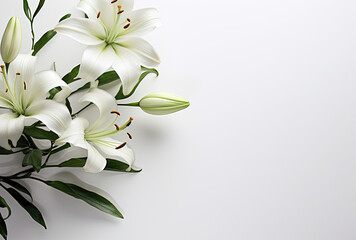 Bouquet of White Lilies on White Background