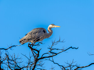 木の枝にとまるアオサギ