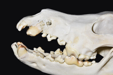 Naklejka premium Tooth fistula