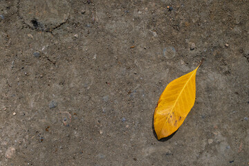 The fallen leaves are starting to dry on the ground