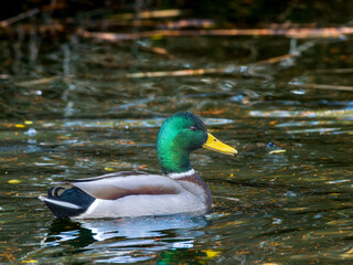 Fototapeta premium 池を泳ぐマガモ