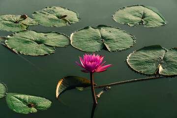 The pink lotus flower in nature background, flower and leaf texture. pink lotus flowers on a lake....