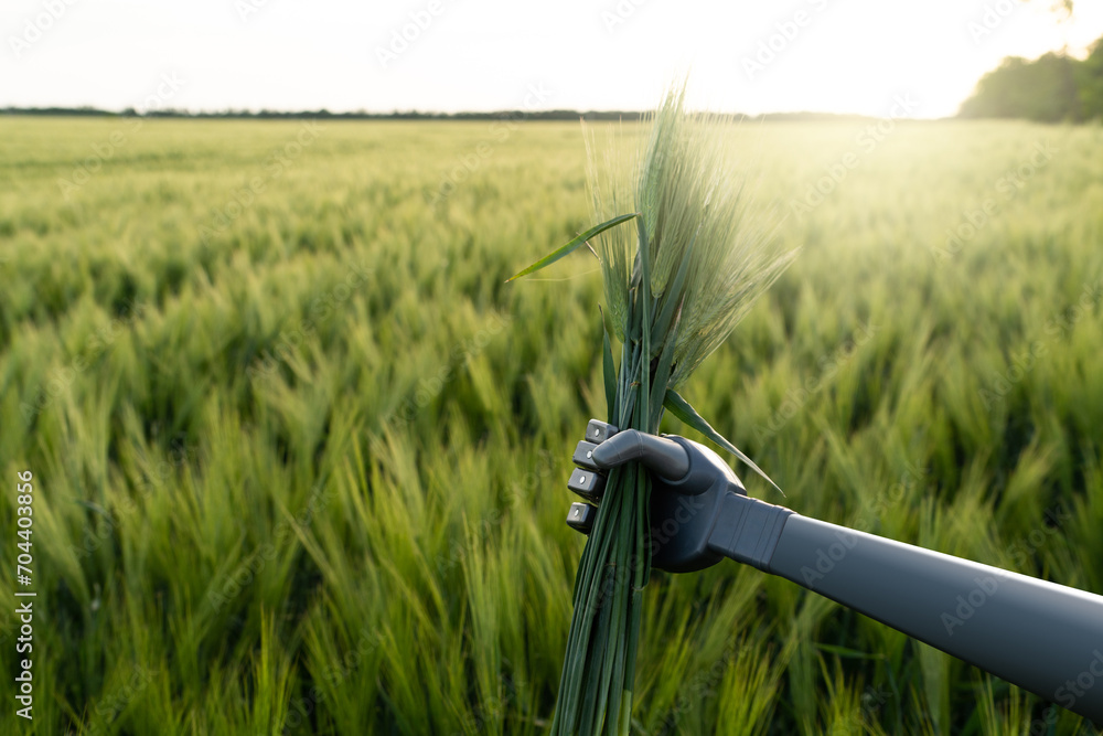 Poster robot holds ears of rye in his hand. smart farming and digital transformation in agriculture 4.0
