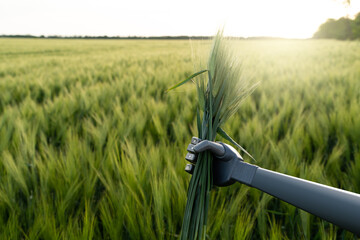 Robot holds ears of rye in his hand. Smart farming and digital transformation in agriculture 4.0