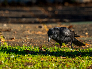 地面を歩くカラス