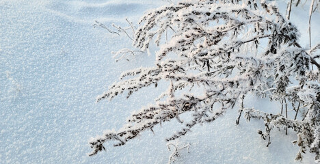 The wormwood bush is covered with frost in severe frost. snowy winter background, snow texture.