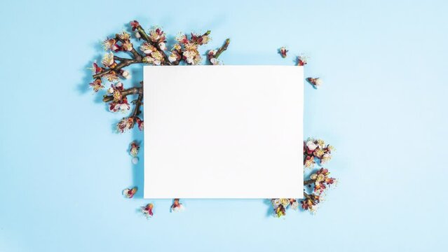 4k Spring cherry twigs with white flowers appear around a white paper on light blue background. Hello Spring. Template for text. Beautiful springtime coming concept. Copy space. Stop motion animation.