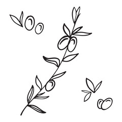 A shadow. Olive twig, leaves. Outline of botanical drawings in a modern minimalist style, vector illustration.