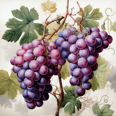 Blue grapes with leaves on a white background, watercolor, pattern