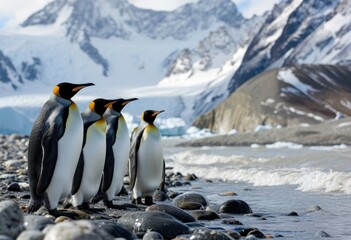 Naklejka premium A regal assembly of arctic avians, including the elegant emperor and stately king penguins, stand stoically on snow-covered rocks by the frigid waters of their icy home