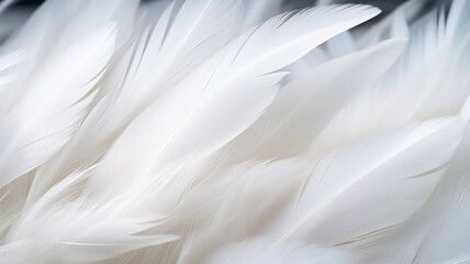 Fototapeta premium a macro close-up image of many whit and off-white tender bird feathers filling the frame.
