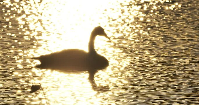 Backlit of swan on the golden lake