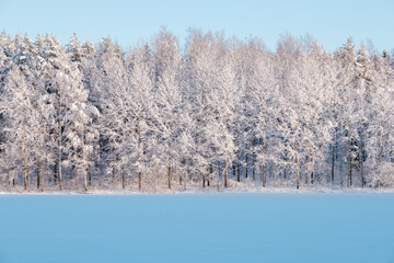 A beautiful Finnish wintery scene. A snow covered pasture with a forest in the background.