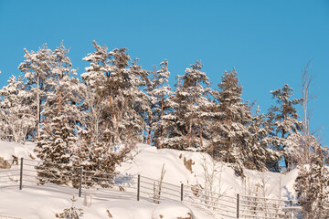 Beautiful closeup of snow covered pine trees standing on the top of a rocky hill.