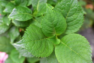 Fototapeta na wymiar mint leaves in the park