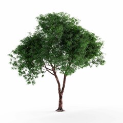 Obraz premium 3D rendering of a green tree on a white background