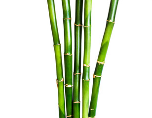 Bambus isoliert auf weißen Hintergrund, Freisteller 