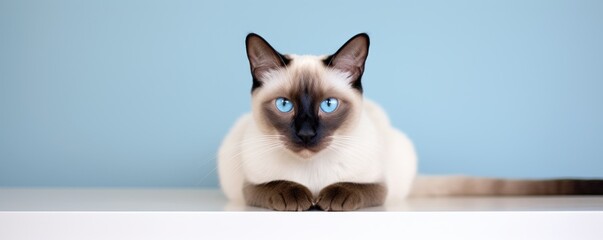 A Siamese cat with mesmerizing blue eyes looks directly at the camera, exuding an air of composed confidence