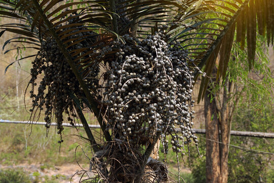 Arenga pinnata is a type of palm with a straight trunk. The leaves are lobed like coconut leaves. The flowers are a bouquet of flowers. The fruit is a bunch with many fruits attached.