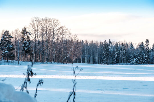 A beautiful Finnish wintery scene. A snow-covered pasture with a forest in the background.