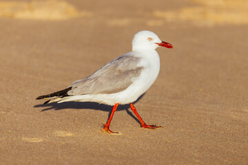 Seagull in Portsea Australia