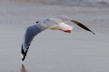 Seagull in Portsea Australia