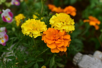 orange flowers in the garden