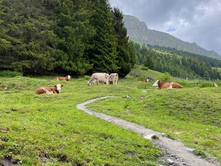 Landscape showing the beauty of hiking in the Alps in Austria.  A hiking path going through a high pasture with cows surrounded by forest and mountains in the background.