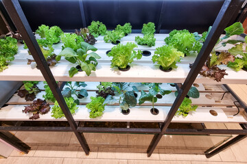 Aquaponic system produced vegetables under led lighting being retailed in supermarket