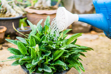 Watering plants with a shower