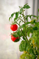 Small ripe red cherry tomatoes ripen on the windows