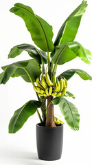 Potted banana tree bearing fruit