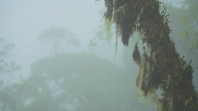 Misty cloud forest in the foothills of the Chiriqui highlands in Baru volcano, Panama, Central America - stock video