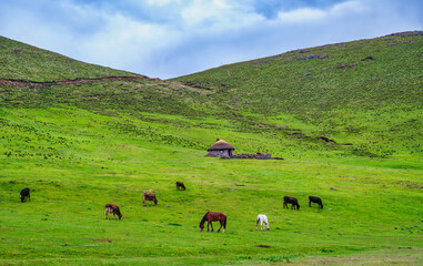 cattle and horses are grazing in the field with a traditional rondavel in the background in Lesotho