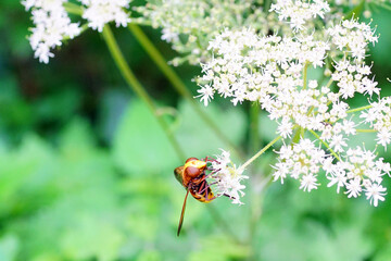 Hornisse Wespe auf einer Holunderblüte