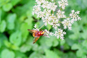 Hornisse Wespe auf einer Holunderblüte © P.S.DES!GN