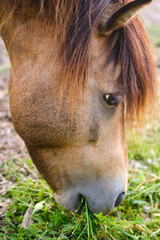 The horse happily munch on the grass and hay, relishing the delicious food provided by the farm