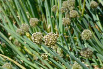 Pskem onion seed heads