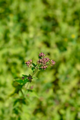 Common marjoram flower buds