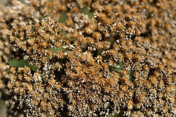 Gold plate yarrow seeds