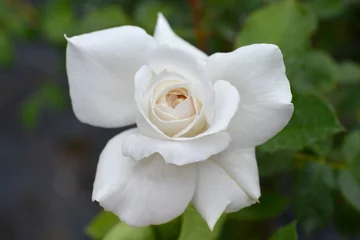 Photo sur Plexiglas Annapurna Rose Annapurna flower