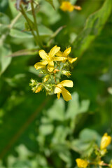 Mountain St Johns-wort flowers