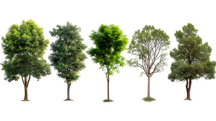 Fototapeta na wymiar Pack of trees on transparent background PNG for decorating projects.