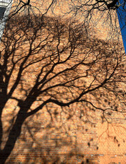 Shadow of a tree on the brick wall