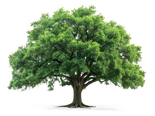 Beautiful big tree on transparent background PNG