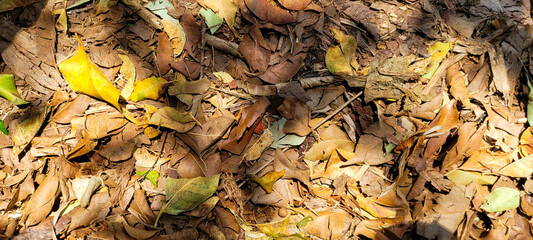 Capture the magic of nature! Unique image with the sun between the leaves, reflecting luminosity. Transmit clarity and inspire with this enchanting scene. Buy it now and illuminate your projects.