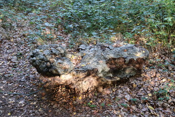 lichen on stone