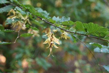 oak leaves in autumn