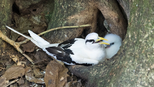 bird in the nest: White-tailed tropicbirds
