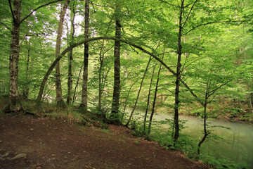 mistical landscape in yedigöller